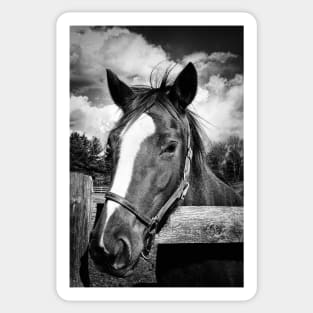 Horse Portrait Sticker